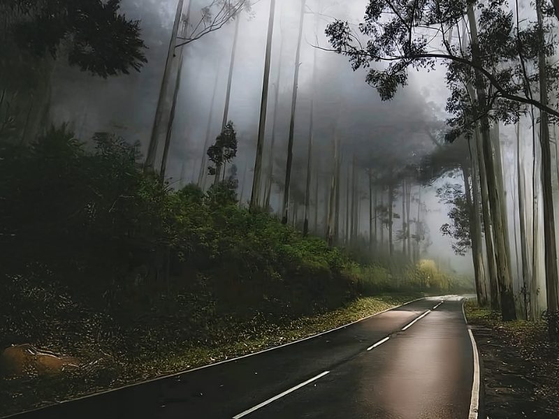Misty road through the pine forest near Bandarawela, Sri Lanka