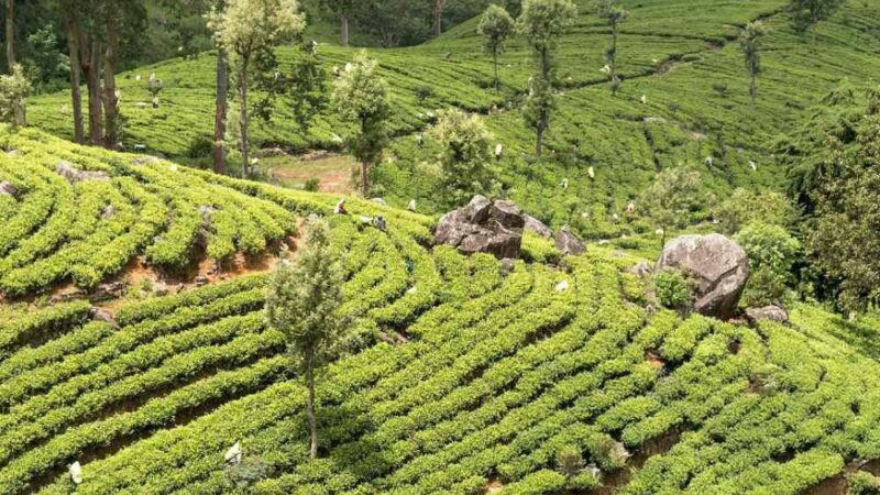 kaya-img-94 Tea estate on the slopes above Bandarawela in Sri Lanka's hill country